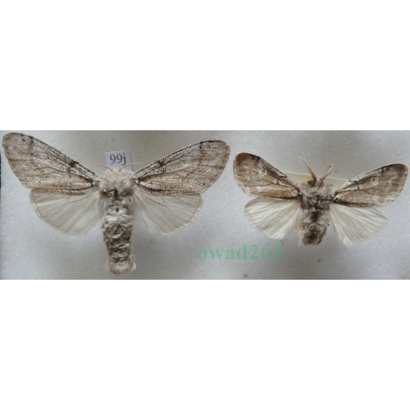 Gynaephora fascelina (Linnaeus, 1758) pair Szczotecznica paskówka Czech99j